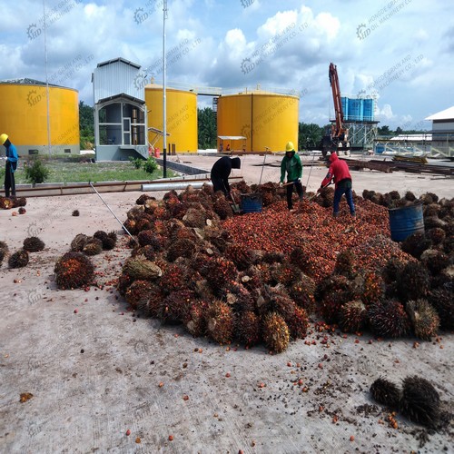 line palm fruit oil mill making machiner in brazil