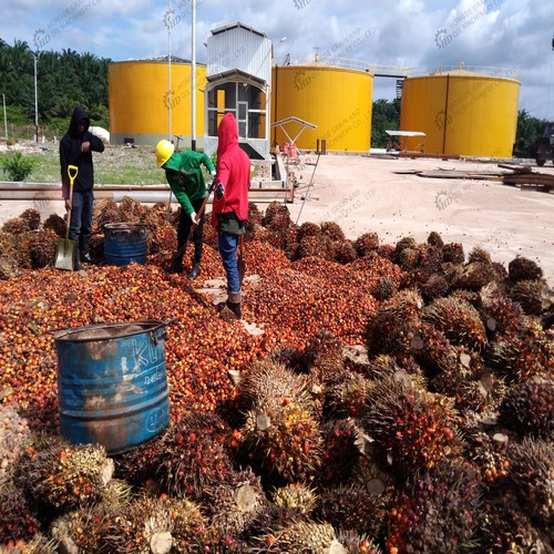 gc10q automatic palm kernel coconut oil press machine on colombia