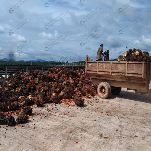 line big palm fruit oil press production line