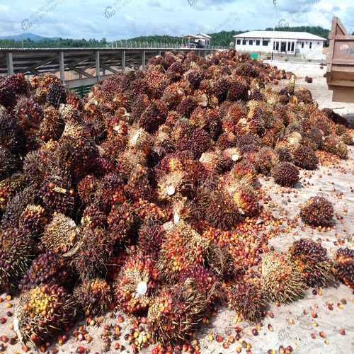 ce approved 2000kg/h palm oil production plant