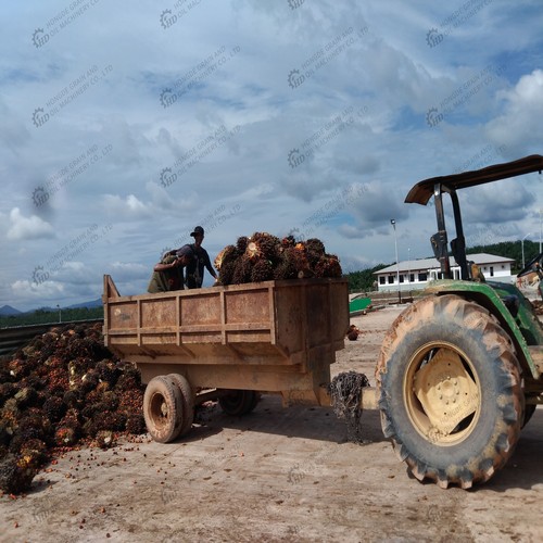 6yz-180 oil expeller hydraulic palm fruit oil extraction machine on colombia